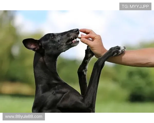 澳门卫视独家直播赛狗盛况精彩不容错过